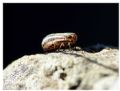 Peltonotellus quadrivittatus